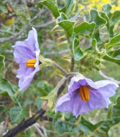 Solanum linnaeanum flowers
